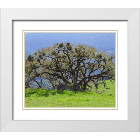 California Oak tree in a clearing in the forest White Modern Wood Framed Art Print with Double Matting by Talbot Frank, Christopher
