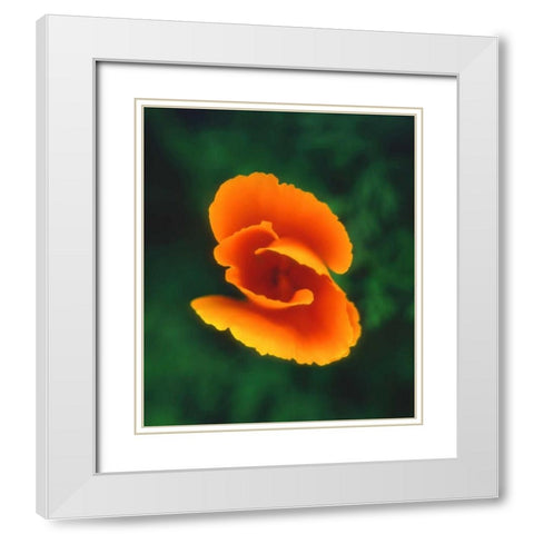 CA, California Poppy, the official state flower White Modern Wood Framed Art Print with Double Matting by Talbot Frank, Christopher