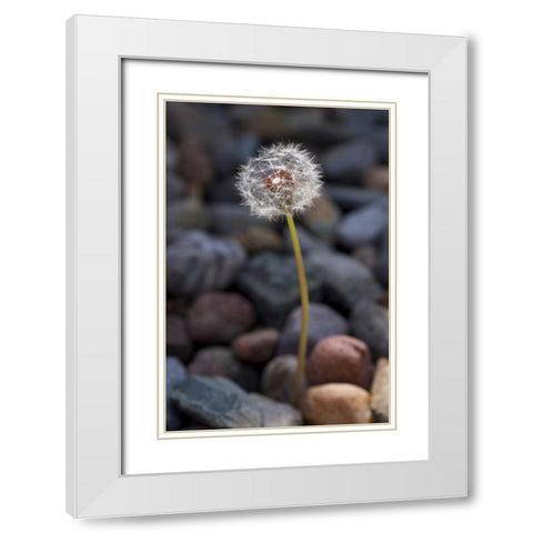 USA, California Dandelion and river rock White Modern Wood Framed Art Print with Double Matting by Talbot Frank, Christopher