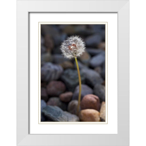 USA, California Dandelion and river rock White Modern Wood Framed Art Print with Double Matting by Talbot Frank, Christopher