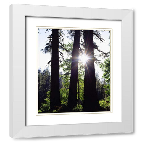 CA, Old-growth Red Fir trees in the High Sierra White Modern Wood Framed Art Print with Double Matting by Talbot Frank, Christopher