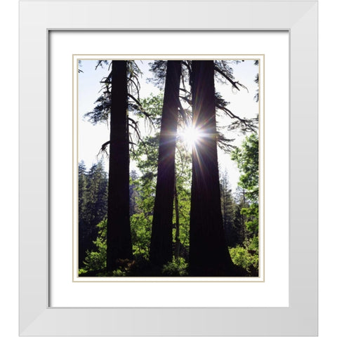 CA, Old-growth Red Fir trees in the High Sierra White Modern Wood Framed Art Print with Double Matting by Talbot Frank, Christopher