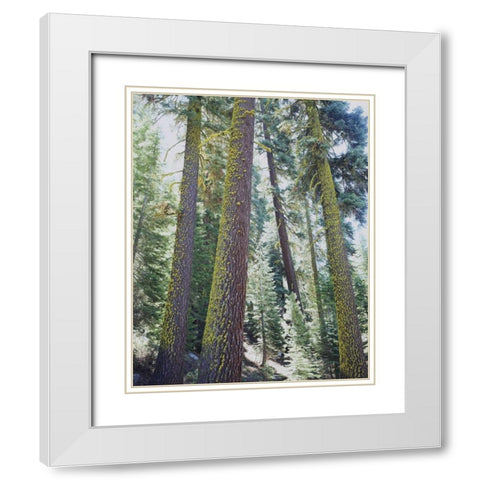 CA, Old-growth Red Fir trees in the High Sierra White Modern Wood Framed Art Print with Double Matting by Talbot Frank, Christopher