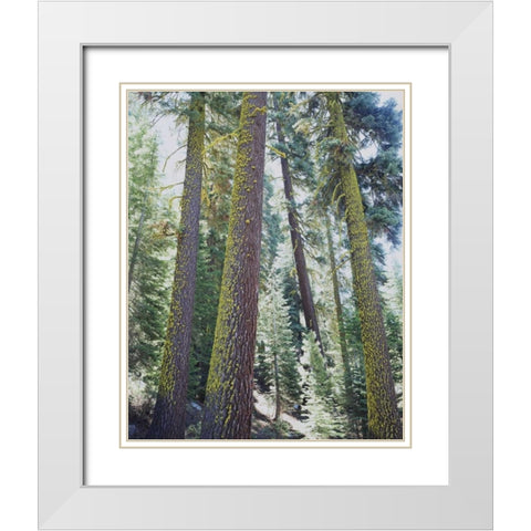 CA, Old-growth Red Fir trees in the High Sierra White Modern Wood Framed Art Print with Double Matting by Talbot Frank, Christopher