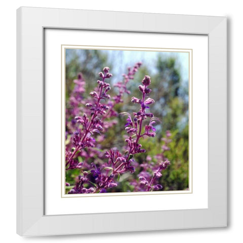 USA, California Wildflowers White Modern Wood Framed Art Print with Double Matting by Talbot Frank, Christopher