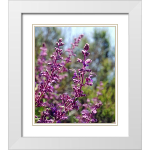 USA, California Wildflowers White Modern Wood Framed Art Print with Double Matting by Talbot Frank, Christopher