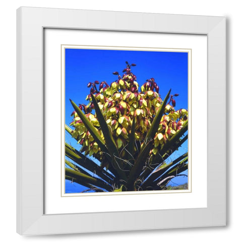 California Yucca Wildflowers in Torrey Pines SP White Modern Wood Framed Art Print with Double Matting by Talbot Frank, Christopher