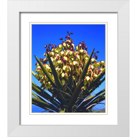 California Yucca Wildflowers in Torrey Pines SP White Modern Wood Framed Art Print with Double Matting by Talbot Frank, Christopher