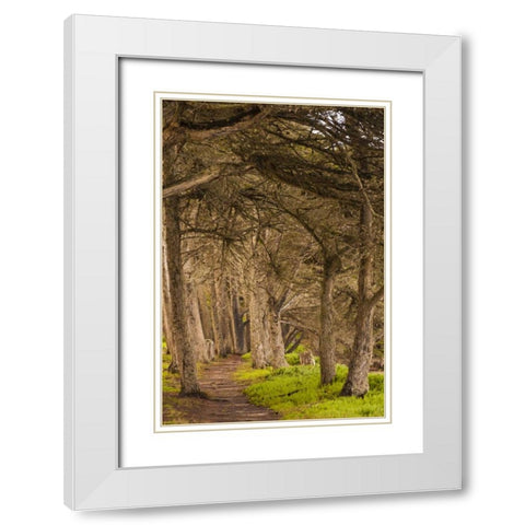 California, Morro Bay Path through the forest White Modern Wood Framed Art Print with Double Matting by Illg, Cathy and Gordon