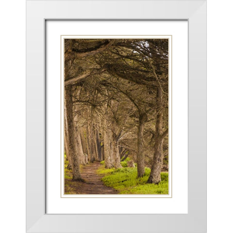 California, Morro Bay Path through the forest White Modern Wood Framed Art Print with Double Matting by Illg, Cathy and Gordon