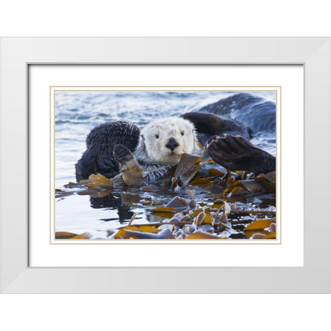 CA, San Luis Obispo, Sea otter wrapped in kelp White Modern Wood Framed Art Print with Double Matting by Illg, Cathy and Gordon
