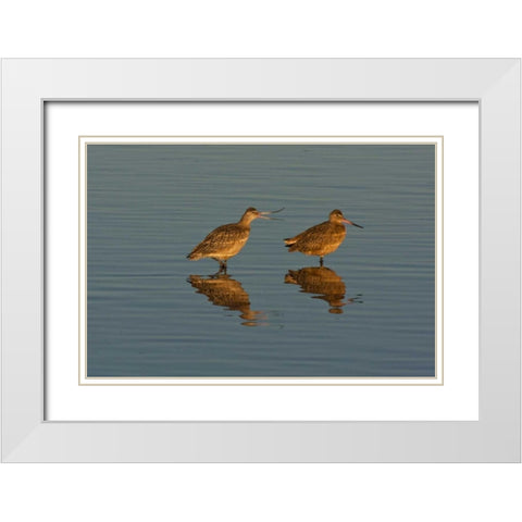 CA, Marbled godwits mating behavior White Modern Wood Framed Art Print with Double Matting by Illg, Cathy and Gordon