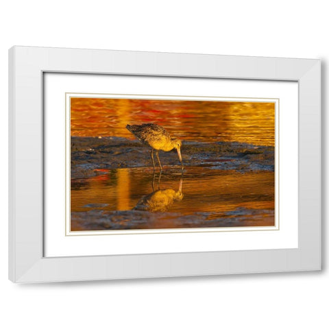CA, San Luis Obispo Co, Marbled godwit White Modern Wood Framed Art Print with Double Matting by Illg, Cathy and Gordon