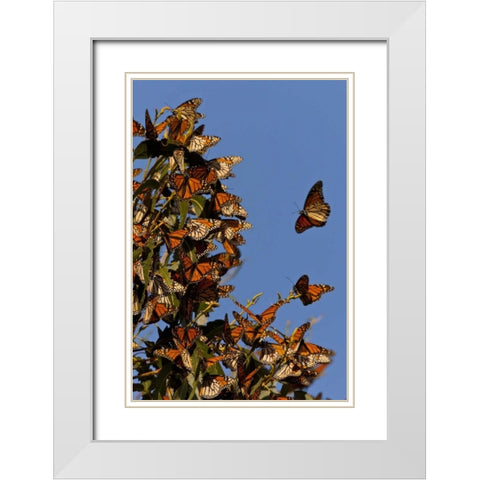 CA, San Luis Obispo Co, Monarchs in migration White Modern Wood Framed Art Print with Double Matting by Illg, Cathy and Gordon