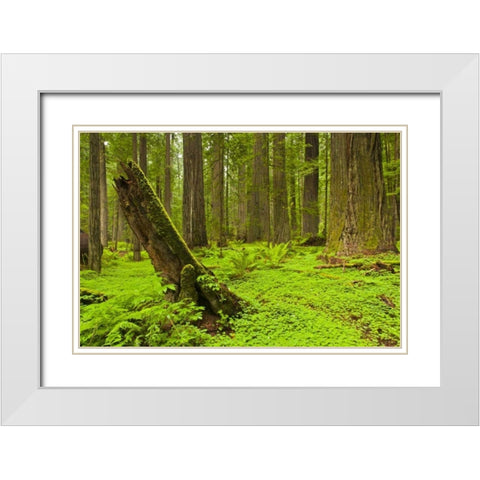 CA, Humboldt Redwoods SP Green forest scenic White Modern Wood Framed Art Print with Double Matting by Illg, Cathy and Gordon