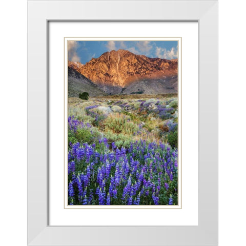 California Blooming lupine at Division Creek White Modern Wood Framed Art Print with Double Matting by Flaherty, Dennis