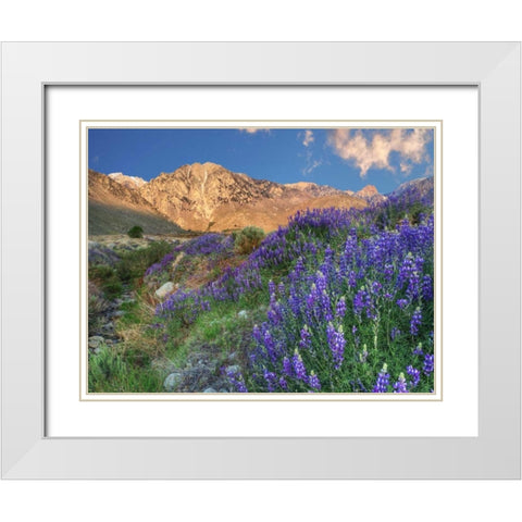 California Blooming lupine at Division Creek White Modern Wood Framed Art Print with Double Matting by Flaherty, Dennis