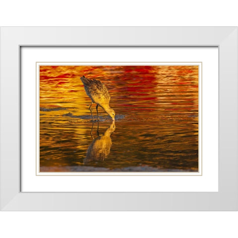 CA, San Luis Obispo Co Marbled godwit feeding White Modern Wood Framed Art Print with Double Matting by Illg, Cathy and Gordon