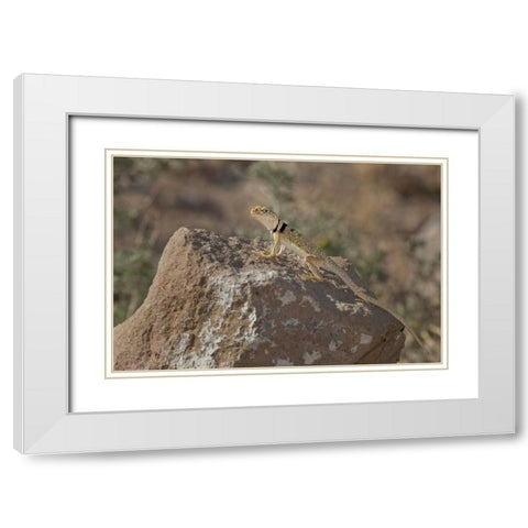 CA, Redding Canyon Great Basin collared lizard White Modern Wood Framed Art Print with Double Matting by Welling, Dave