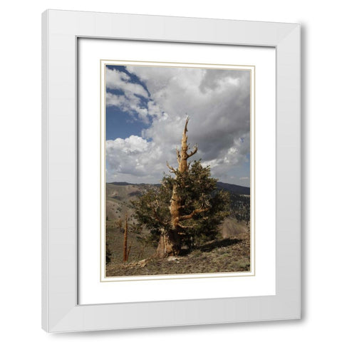 California, White Mts Ancient bristlecone pine White Modern Wood Framed Art Print with Double Matting by Flaherty, Dennis