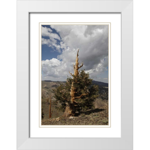 California, White Mts Ancient bristlecone pine White Modern Wood Framed Art Print with Double Matting by Flaherty, Dennis