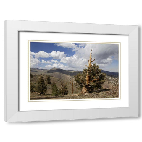 California, White Mts Ancient bristlecone pine White Modern Wood Framed Art Print with Double Matting by Flaherty, Dennis