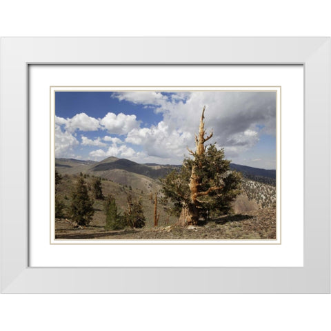 California, White Mts Ancient bristlecone pine White Modern Wood Framed Art Print with Double Matting by Flaherty, Dennis