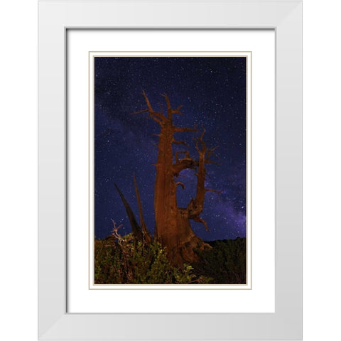 CA, White Mts A bristlecone pine and Milky Way White Modern Wood Framed Art Print with Double Matting by Flaherty, Dennis