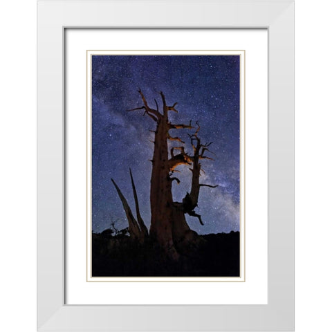 CA, White Mts A bristlecone pine and Milky Way White Modern Wood Framed Art Print with Double Matting by Flaherty, Dennis