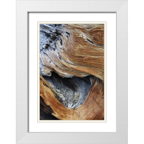 CA, White Mts Trunk of a bristlecone pine tree White Modern Wood Framed Art Print with Double Matting by Flaherty, Dennis