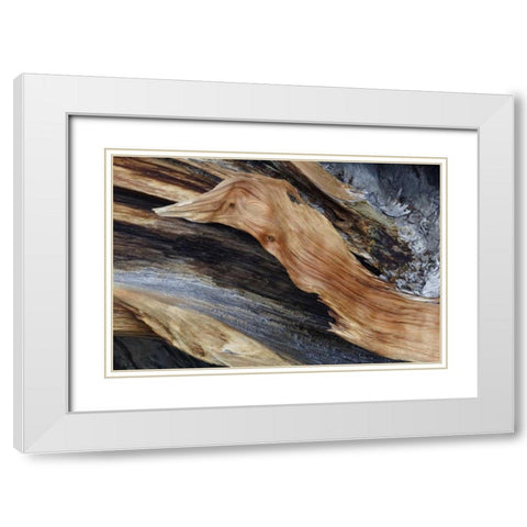 CA, White Mts Trunk of a bristlecone pine tree White Modern Wood Framed Art Print with Double Matting by Flaherty, Dennis