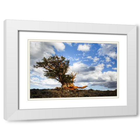 CA, White Mts Ancient bristlecone pine tree White Modern Wood Framed Art Print with Double Matting by Flaherty, Dennis