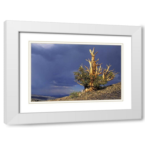 California, White Mts Bristlecone pine tree White Modern Wood Framed Art Print with Double Matting by Flaherty, Dennis