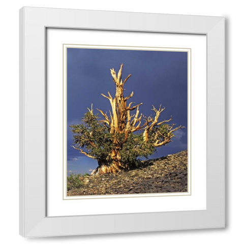 California, White Mts Bristlecone pine tree White Modern Wood Framed Art Print with Double Matting by Flaherty, Dennis