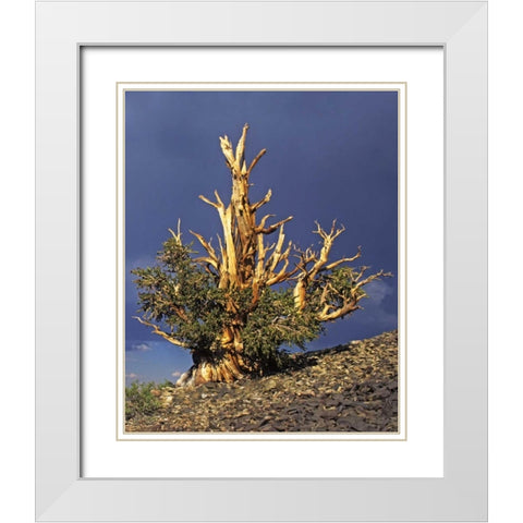 California, White Mts Bristlecone pine tree White Modern Wood Framed Art Print with Double Matting by Flaherty, Dennis