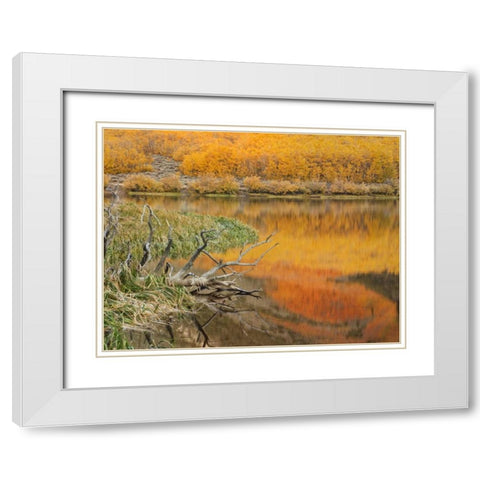 CA, Autumn reflect in North Lake near Bishop White Modern Wood Framed Art Print with Double Matting by Flaherty, Dennis