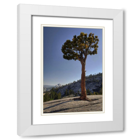 CA, Yosemite Solitary tree grows from rock White Modern Wood Framed Art Print with Double Matting by Flaherty, Dennis