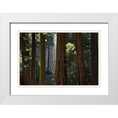 CA, Yosemite Redwood trees in the Mariposa Grove White Modern Wood Framed Art Print with Double Matting by Flaherty, Dennis