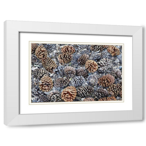 CA, Fallen Jeffrey pine cones in Sierra Nevada White Modern Wood Framed Art Print with Double Matting by Flaherty, Dennis