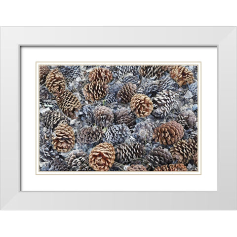CA, Fallen Jeffrey pine cones in Sierra Nevada White Modern Wood Framed Art Print with Double Matting by Flaherty, Dennis