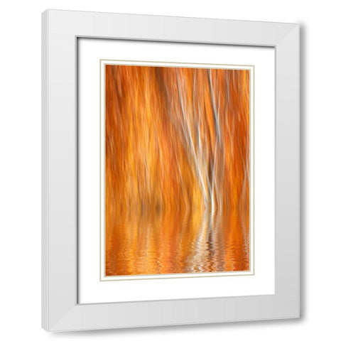 CA, Grant Lake Abstract of autumn aspen trees White Modern Wood Framed Art Print with Double Matting by Flaherty, Dennis