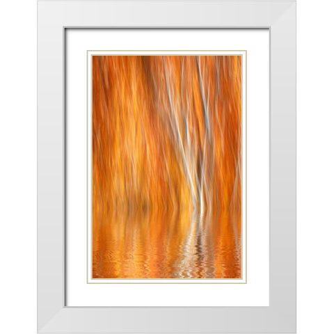 CA, Grant Lake Abstract of autumn aspen trees White Modern Wood Framed Art Print with Double Matting by Flaherty, Dennis