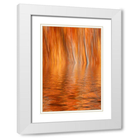 CA, Grant Lake Abstract of autumn aspen trees White Modern Wood Framed Art Print with Double Matting by Flaherty, Dennis