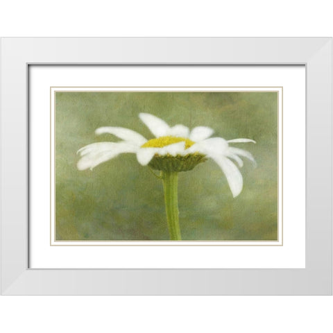 California Daisy with a textured background White Modern Wood Framed Art Print with Double Matting by Flaherty, Dennis