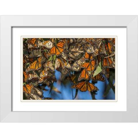 California Monarch butterflies on leaves White Modern Wood Framed Art Print with Double Matting by Illg, Cathy and Gordon