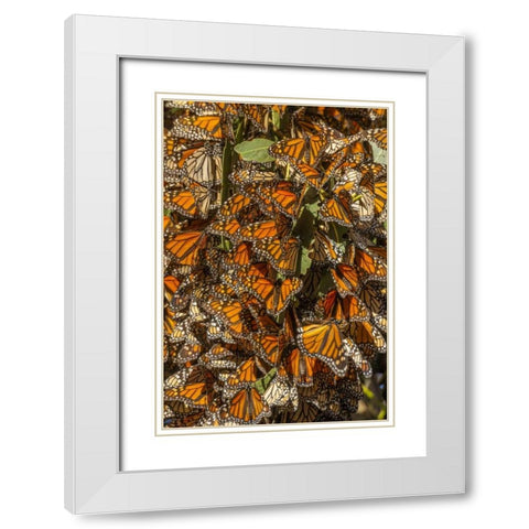 California Monarch butterflies on leaves White Modern Wood Framed Art Print with Double Matting by Illg, Cathy and Gordon