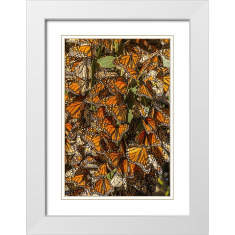 California Monarch butterflies on leaves White Modern Wood Framed Art Print with Double Matting by Illg, Cathy and Gordon
