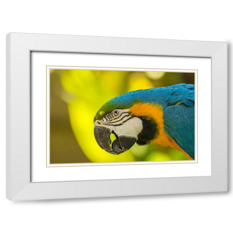 California, Santa Barbara Profile of macaw White Modern Wood Framed Art Print with Double Matting by Illg, Cathy and Gordon
