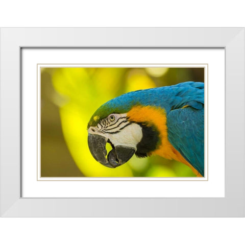 California, Santa Barbara Profile of macaw White Modern Wood Framed Art Print with Double Matting by Illg, Cathy and Gordon
