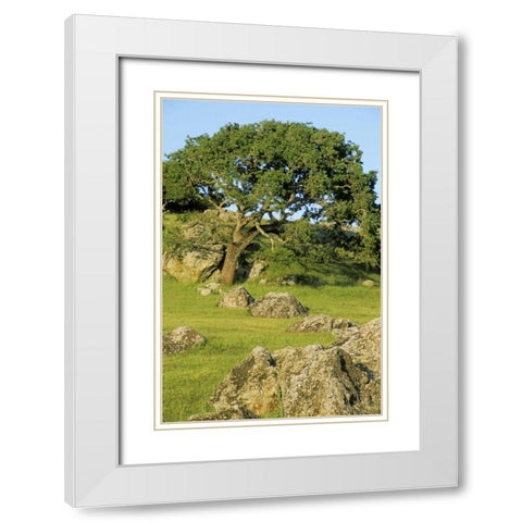 USA, California California oak tree scenic White Modern Wood Framed Art Print with Double Matting by Bush, Marie